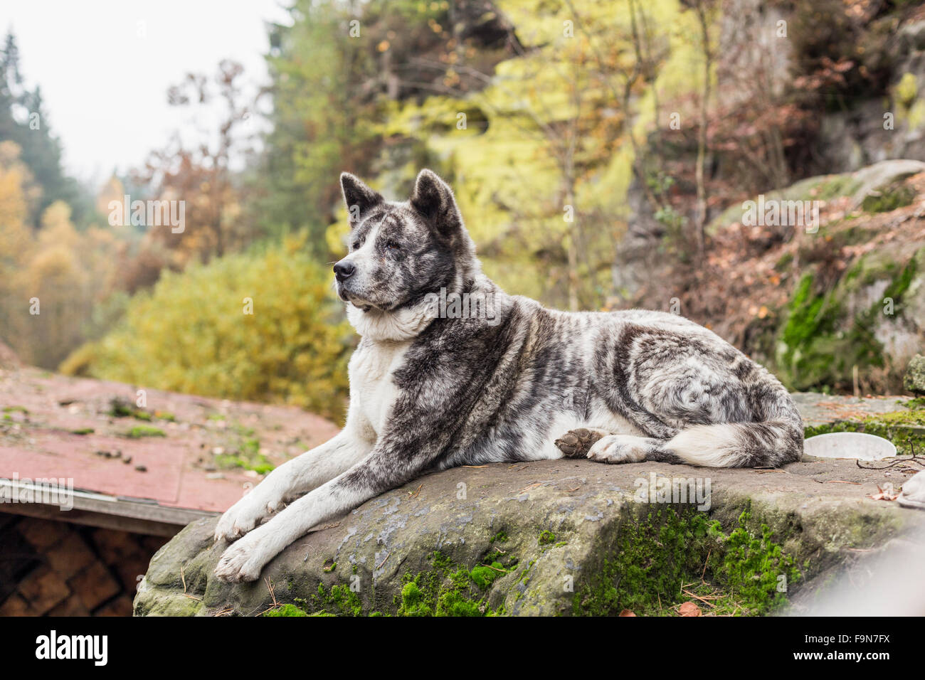 Portrait de chien akita inu dans la nature Banque D'Images