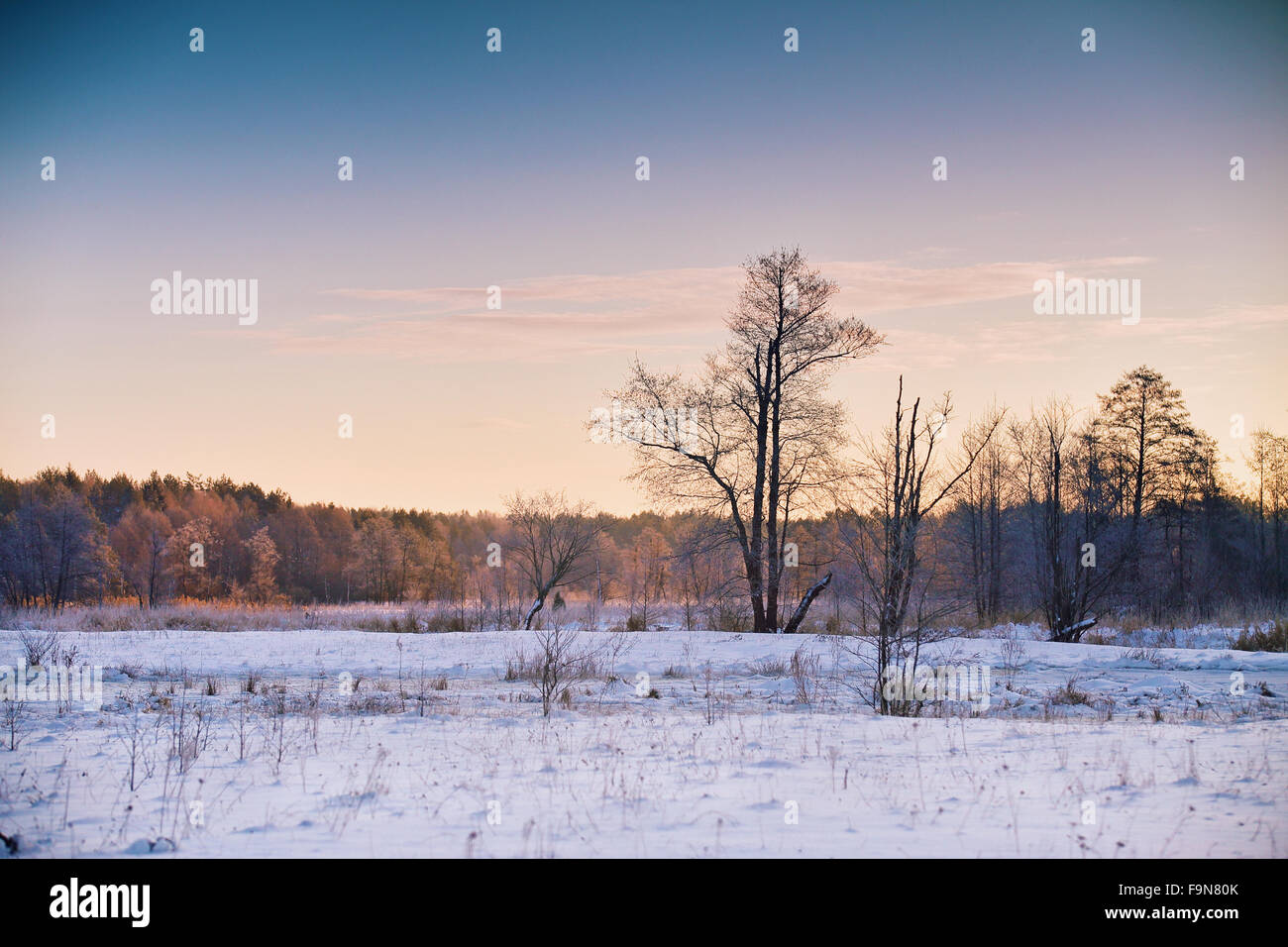 L'aube d'hiver au Bélarus. Lever du soleil en hiver matin. Paysage de neige Banque D'Images