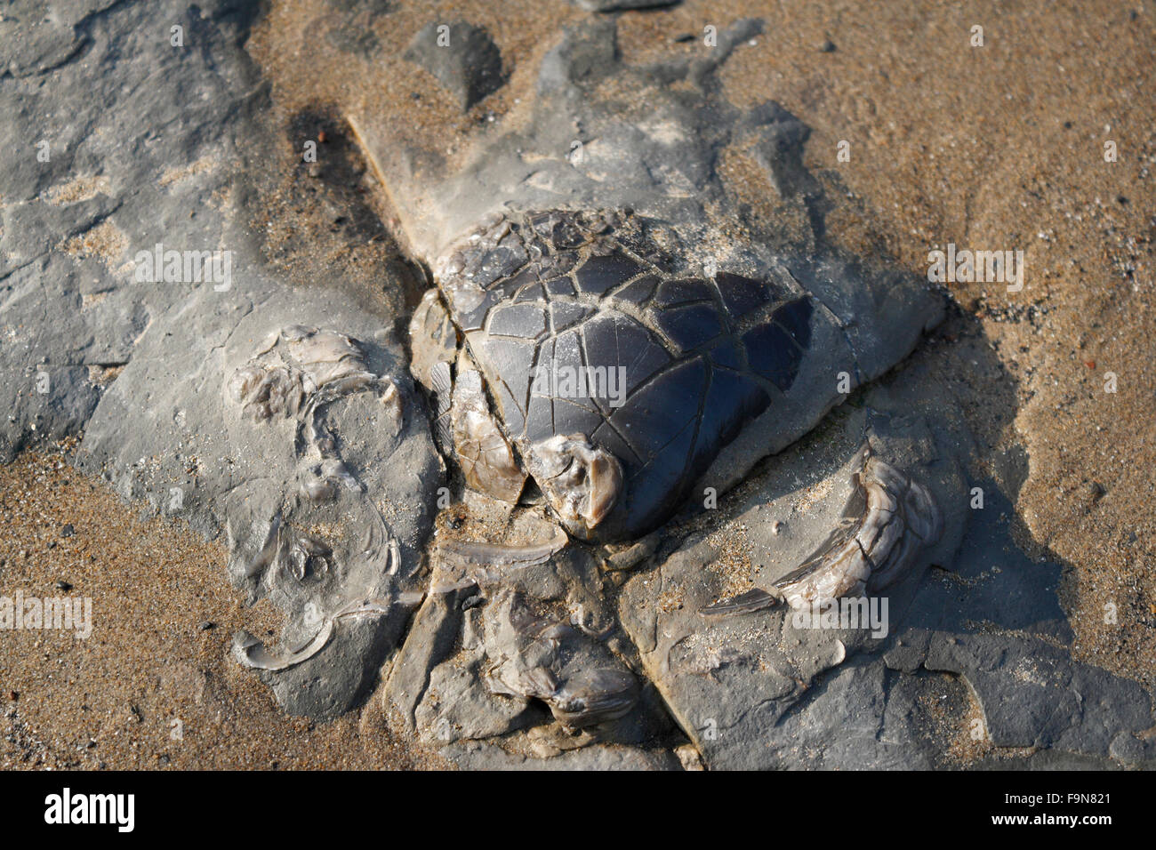 Vestiges d'une coquille d'huître fossilisée. Sur la plage côtière de la mer Banque D'Images
