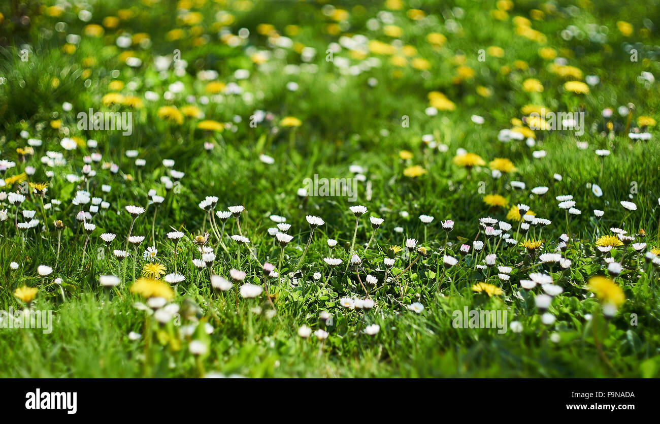 Un printemps fleuri, pelouse verte avec de l'herbe, les pissenlits et daisy Banque D'Images