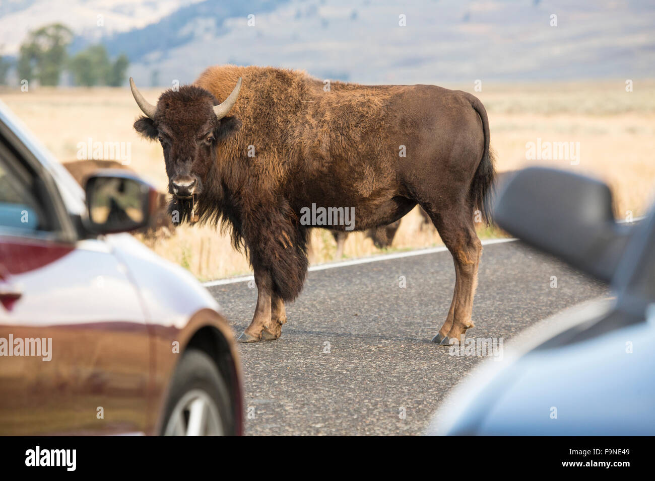 Bison Debout dans milieu de la route, bloquant la circulation, avec vue partielle de deux voitures dans le Parc National de Yellowstone, Wyoming. Banque D'Images