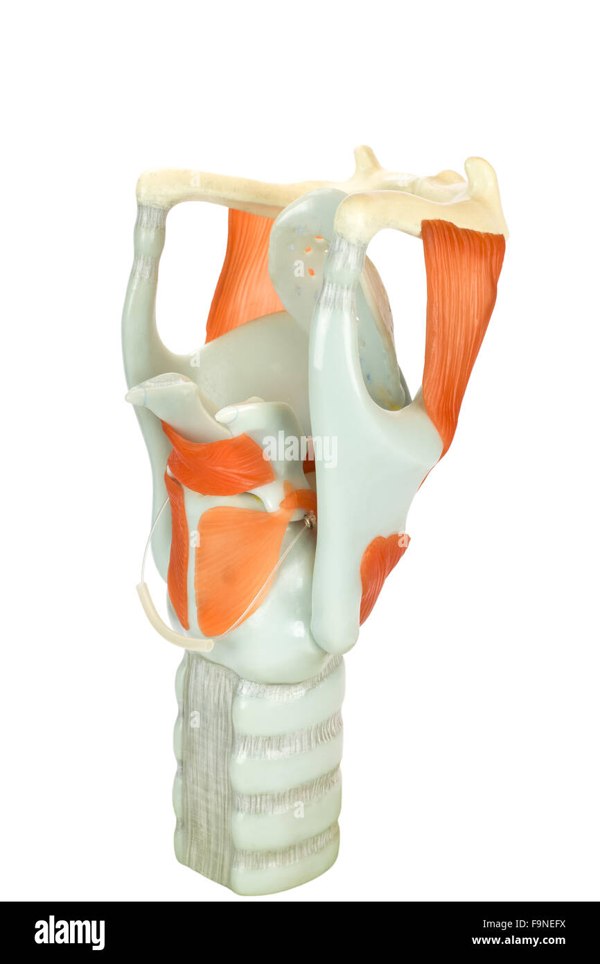 Modèle de boîte vocale ou du larynx humain isolé sur fond blanc Banque D'Images