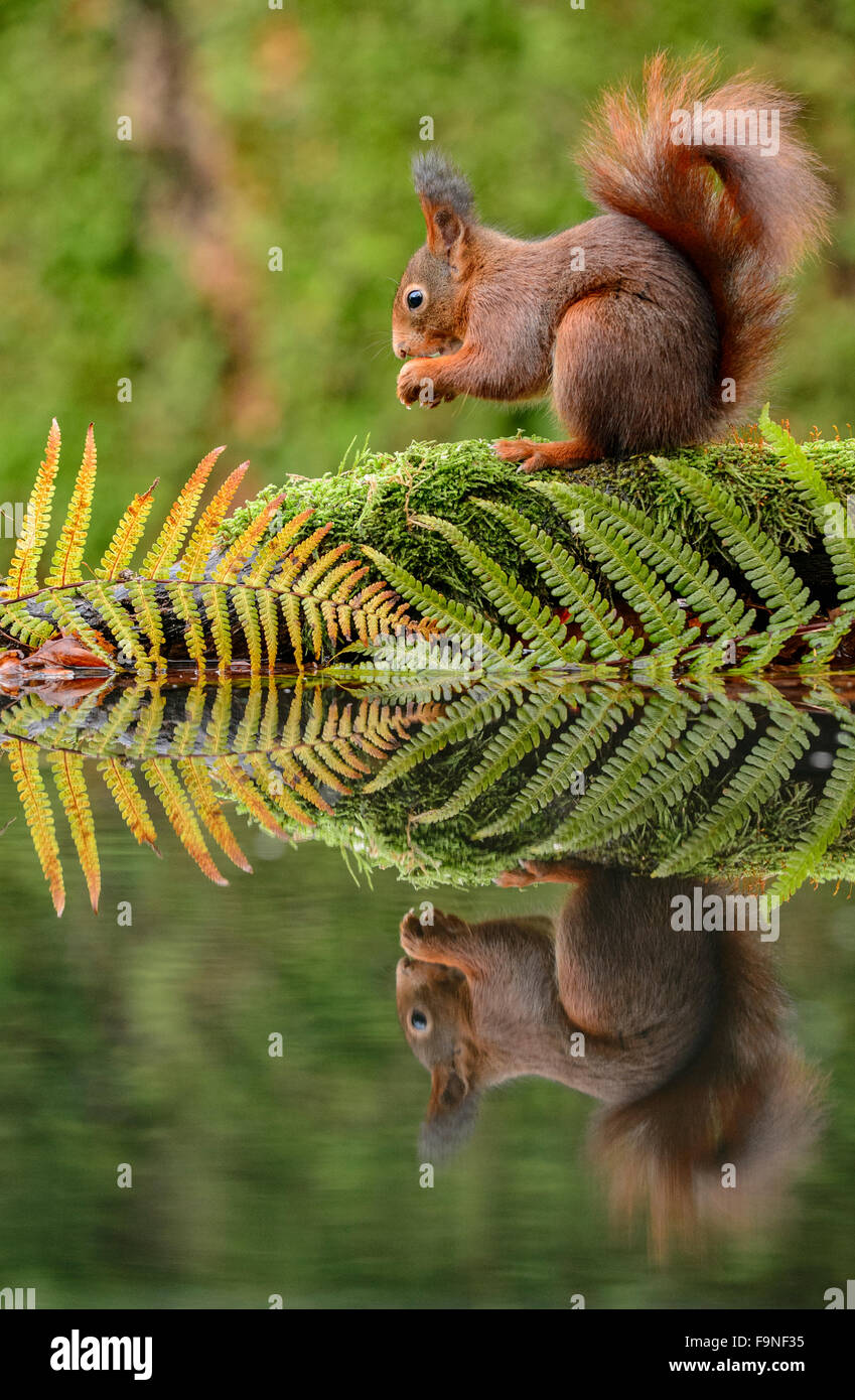 L'écureuil rouge de manger à un pool de fougères et son reflet dans l'eau Banque D'Images