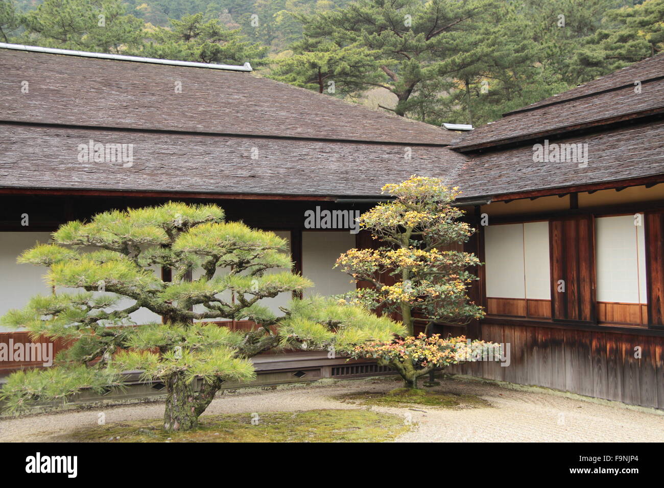 Pins en face de la maison traditionnelle japonaise Banque D'Images