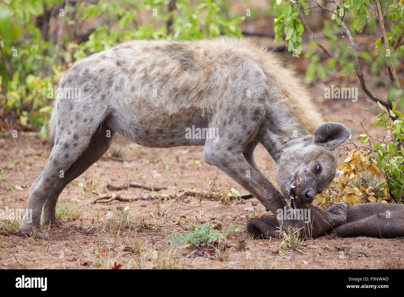 Une Hyène tachetée à mâcher sur les restes de peau d'un buffle tué par une troupe de lions. Banque D'Images