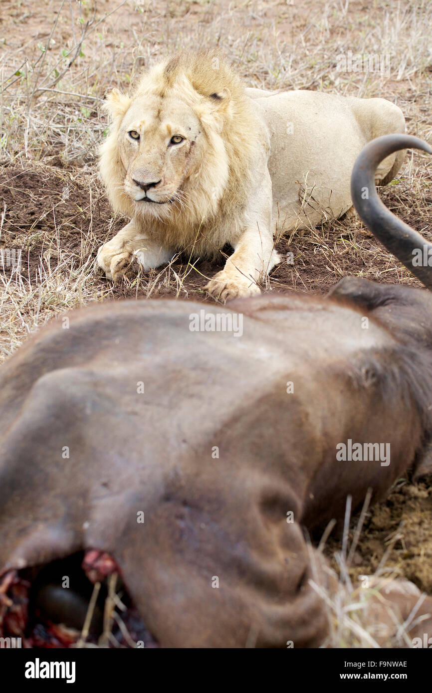 Un homme lion (Panthera leo) gardiennage d'une carcasse de bison dans le Parc National Kruger en Afrique du Sud Banque D'Images