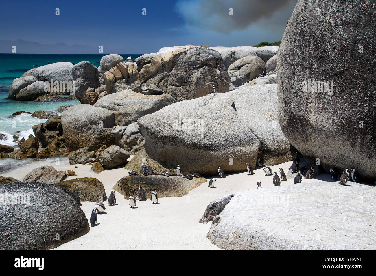 Une colonie de pingouins Jackass africaine à Boulders Beach en Afrique du Sud Banque D'Images