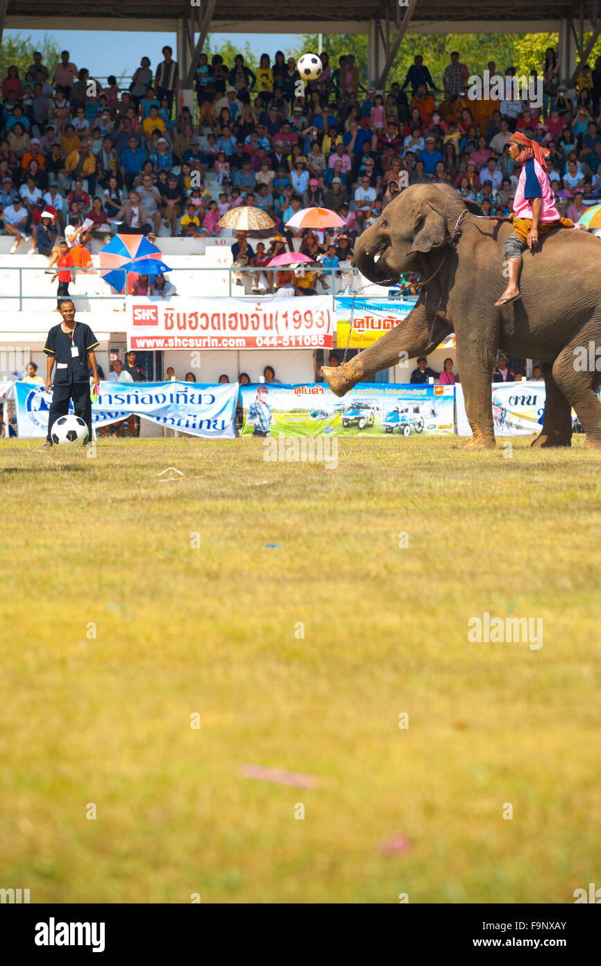 Kicking football éléphant élevé pendant le match de foot d'exposition onfield devant des tribunes à Surin Roundup éléphant Banque D'Images