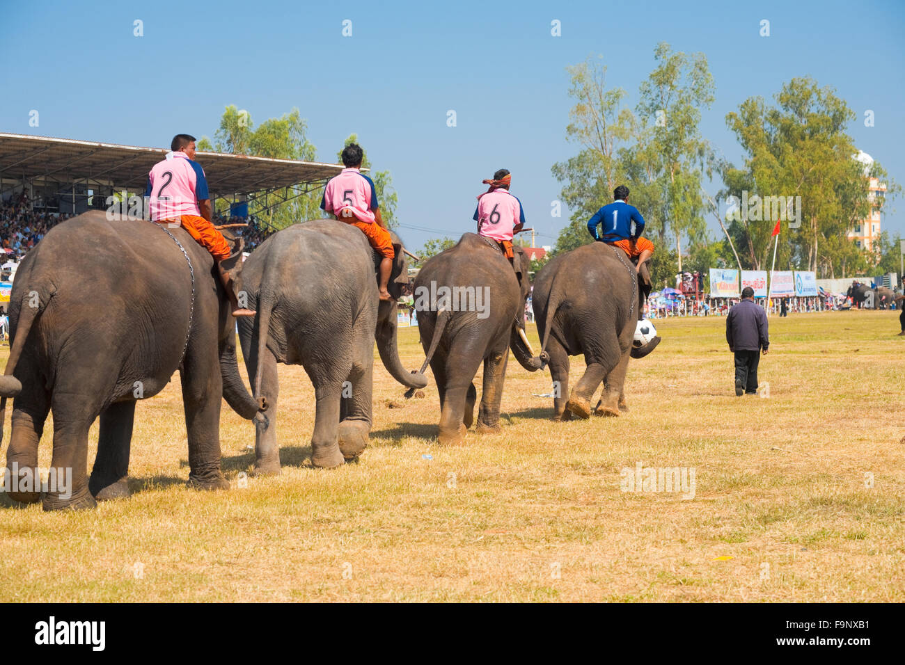 Un éléphant marche de l'équipe de soccer sur le terrain maintenant chaque autres tails lors de l'Assemblée Surin Roundup éléphant Banque D'Images