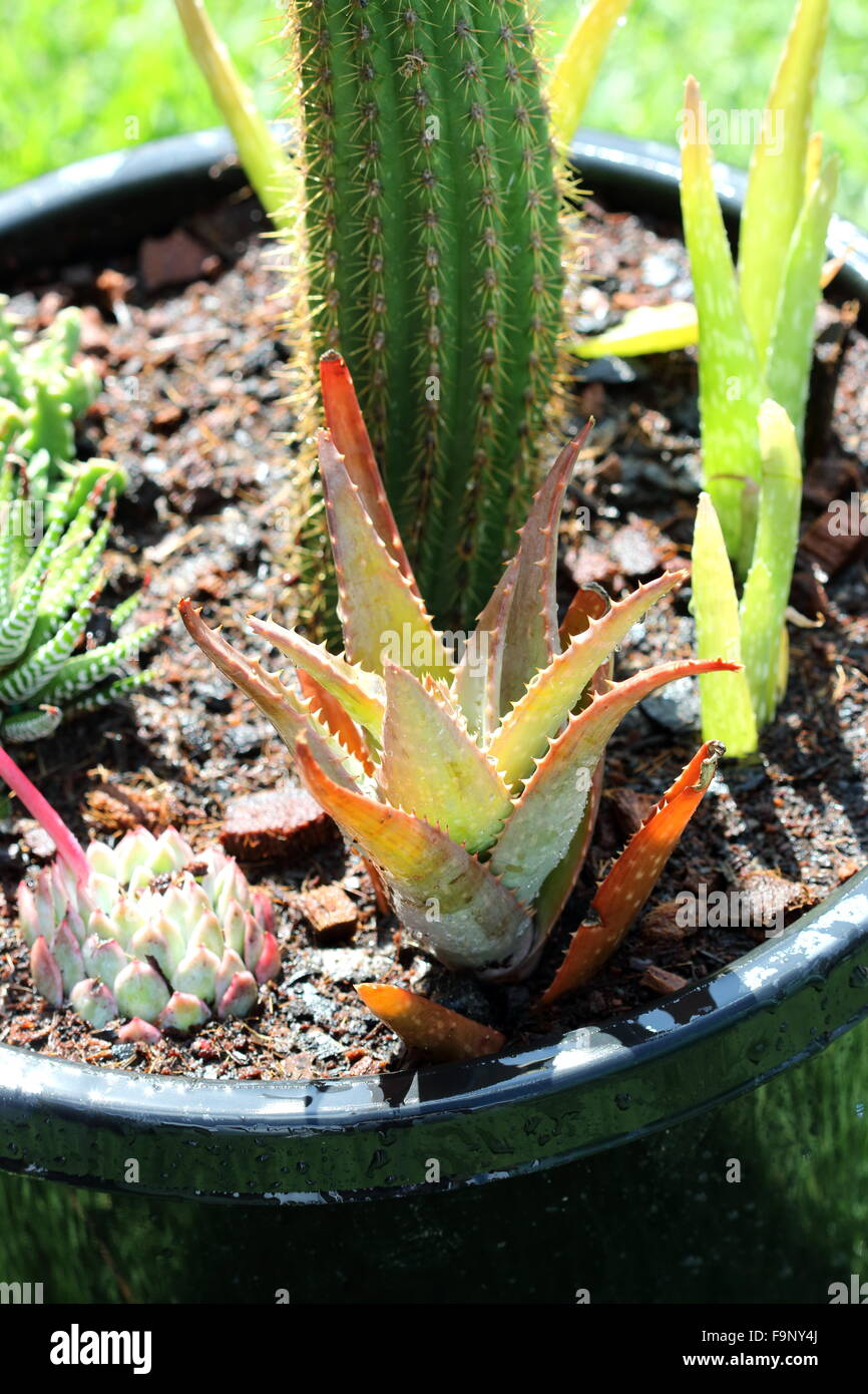 Variétés de cactus et succulentes dans un pot Banque D'Images
