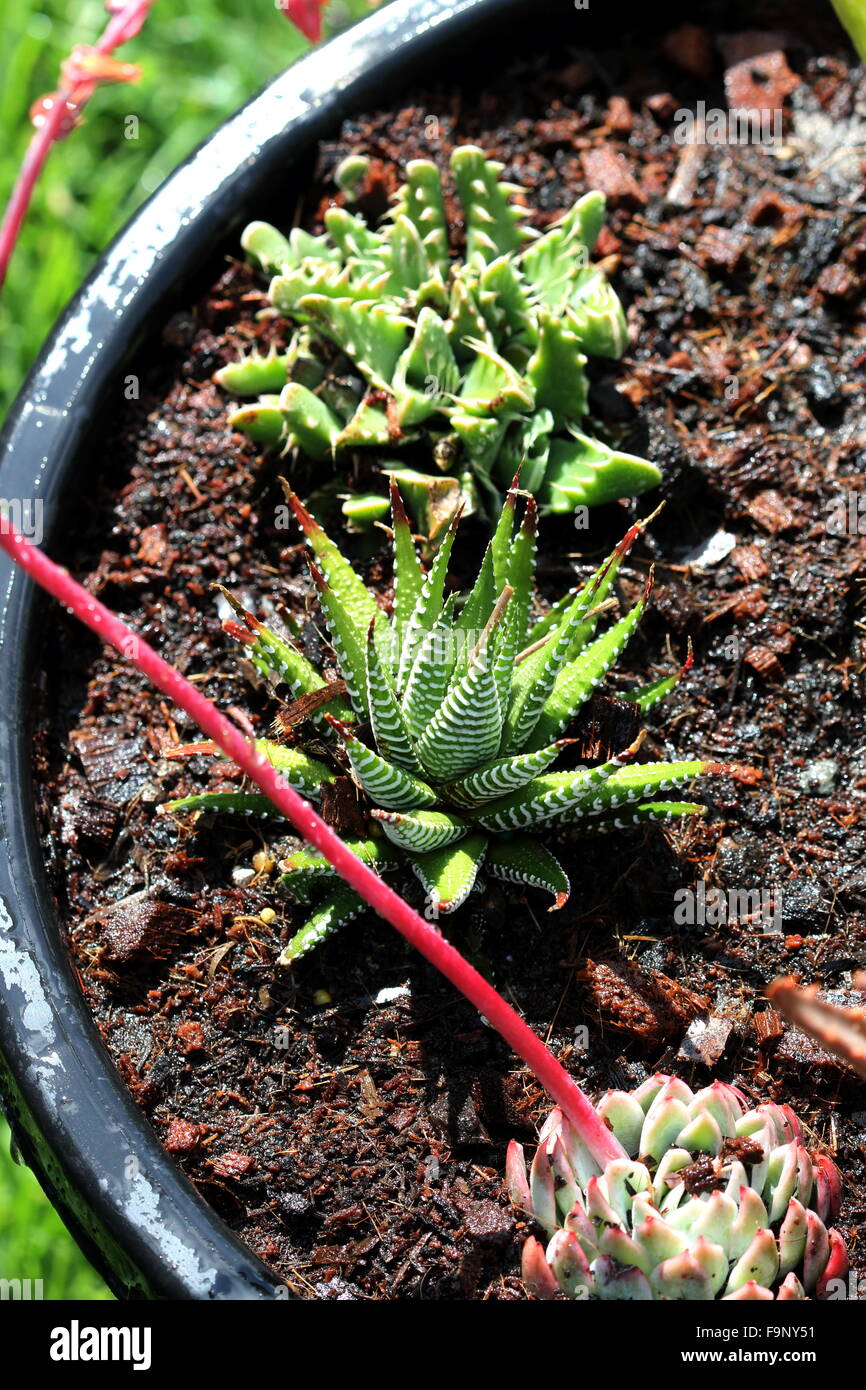 Variétés de plantes succulentes dans un pot Banque D'Images