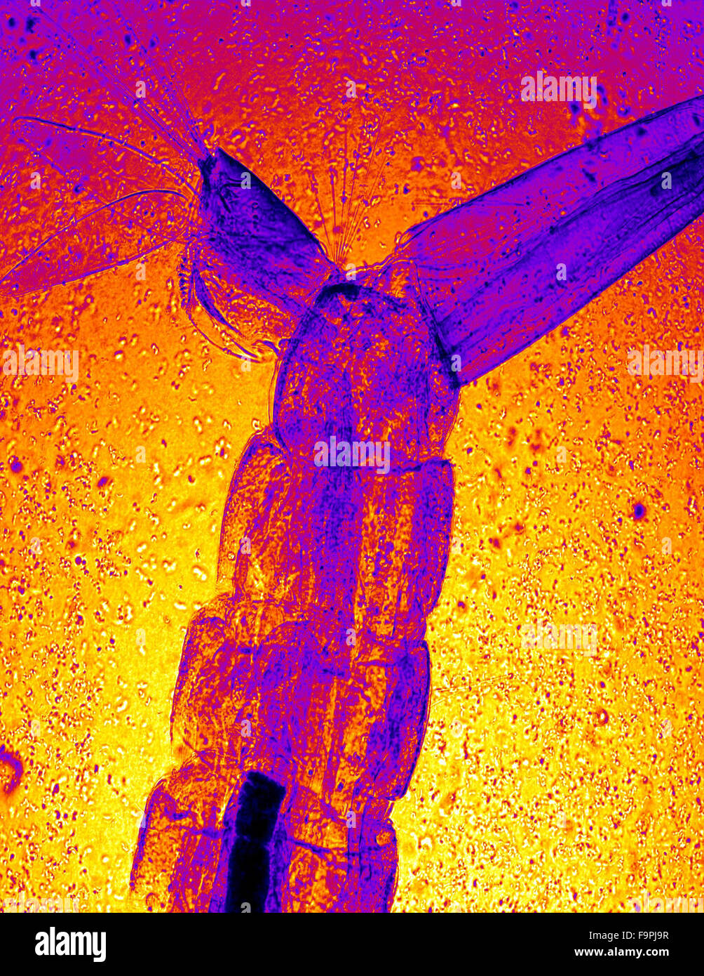 Larves de moustiques en microscopie électronique Banque D'Images