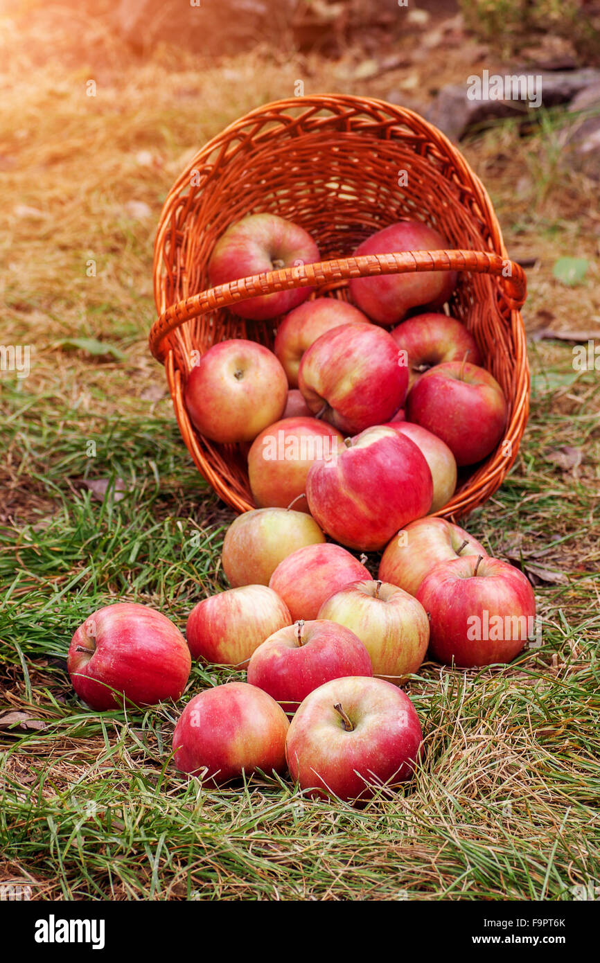Des pommes mûres dispersés à partir du panier sur l'herbe Banque D'Images