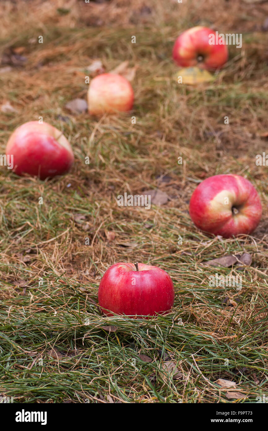 Pommes rouges éparpillées sur l'herbe flétrie Banque D'Images