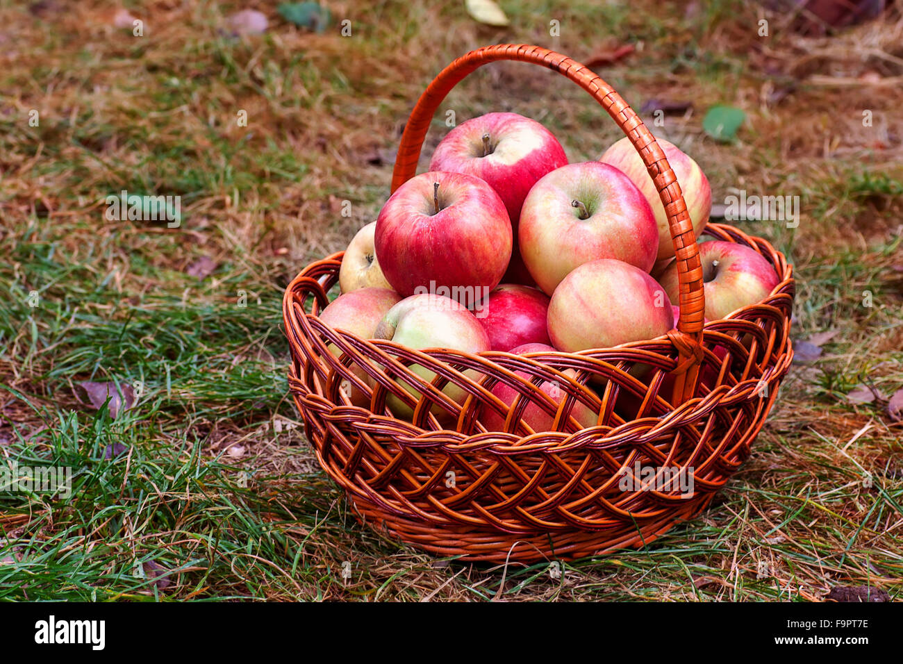 Big Red apples dans le panier sur l'herbe Banque D'Images