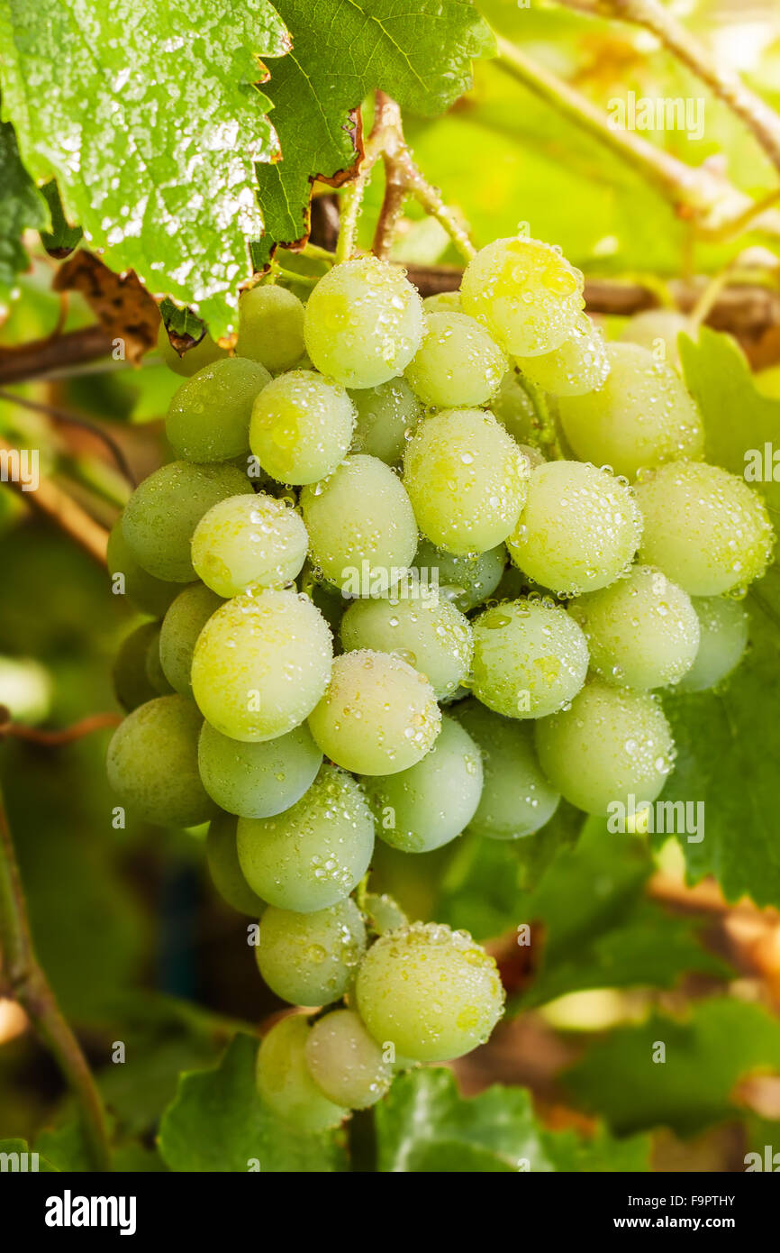 Grappe de raisins verts qui poussent sur la vigne Banque D'Images