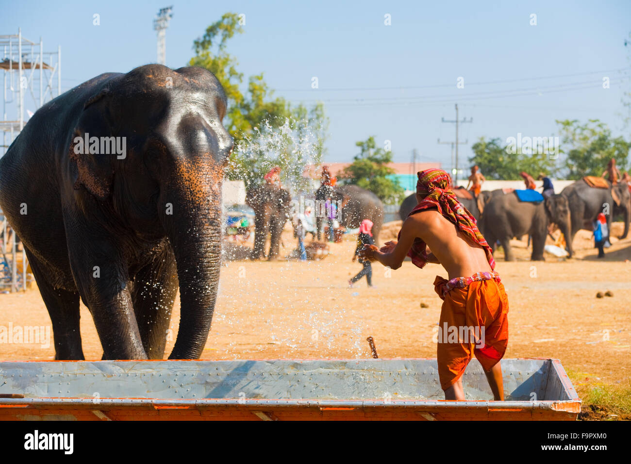 Trainer jetant de l'eau de donner son éléphant un bain de refroidissement avant la représentation lors de l'annuel festival Roundup Éléphant Surin Banque D'Images