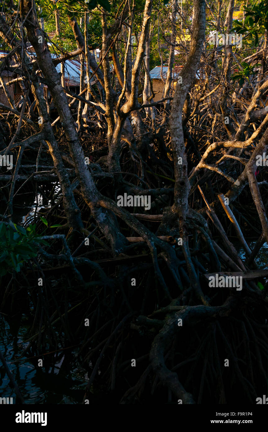 Les racines séchées et vignes d'un arbre dans la boue Banque D'Images