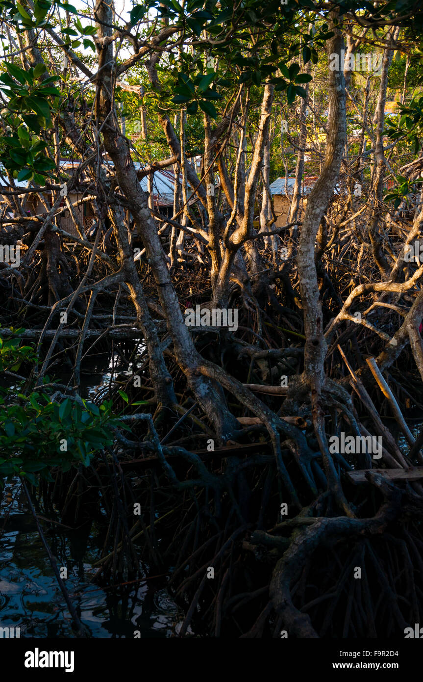Les racines séchées et vignes d'un arbre dans la boue Banque D'Images