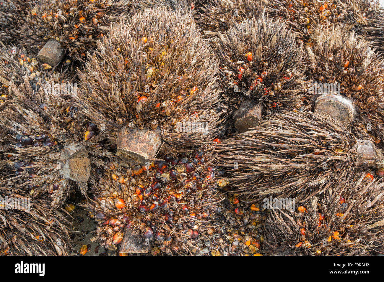 : Palmier à huile Elaeis guineensis. Sabah, Bornéo. Banque D'Images