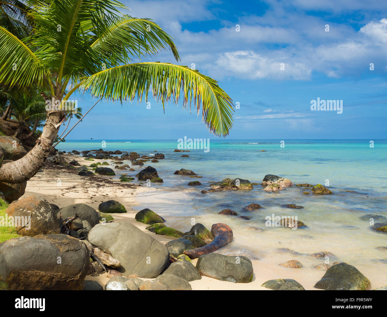 Tropica beach avec cocononuts palm sur une île des Caraïbes Banque D'Images