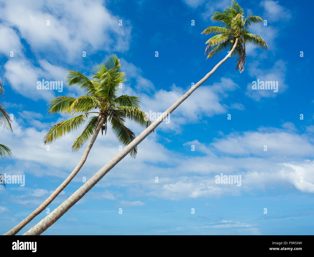 Tropica beach avec cocononuts palm sur une île des Caraïbes Banque D'Images