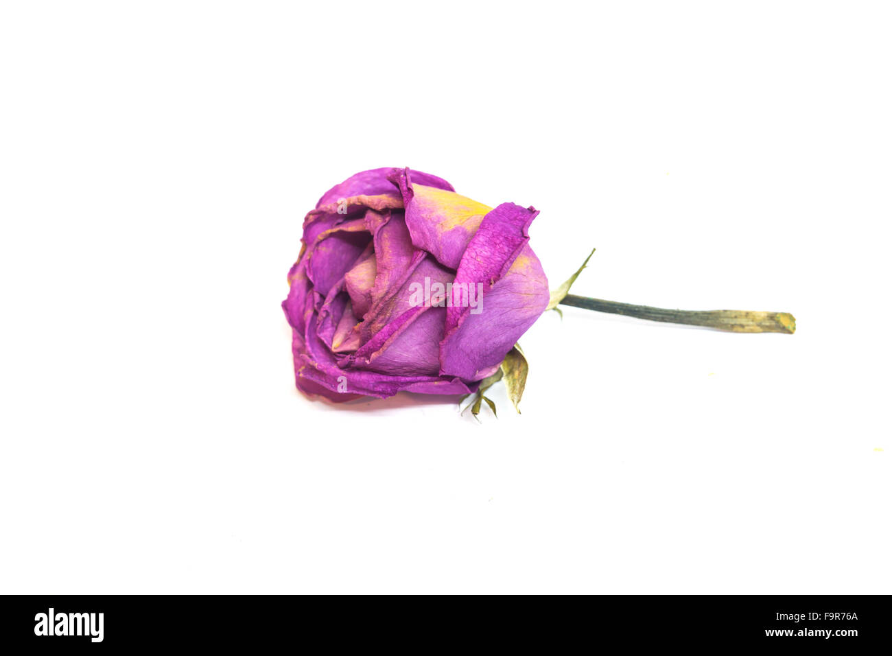 Rose unique préservé colorées isolé sur fond blanc Banque D'Images