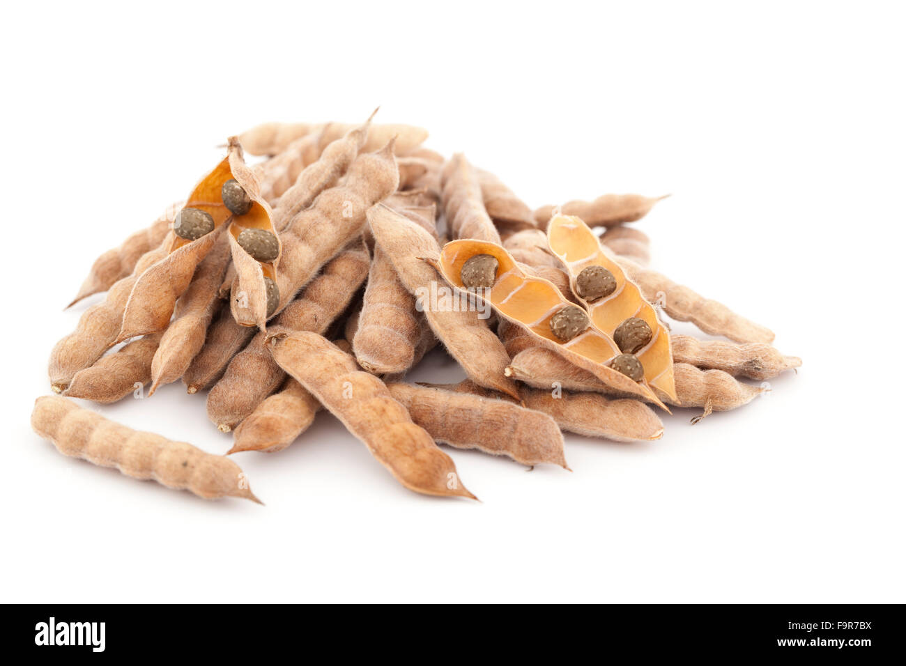 Pod de lupin (Lupinus angustifolius) sur fond blanc Banque D'Images