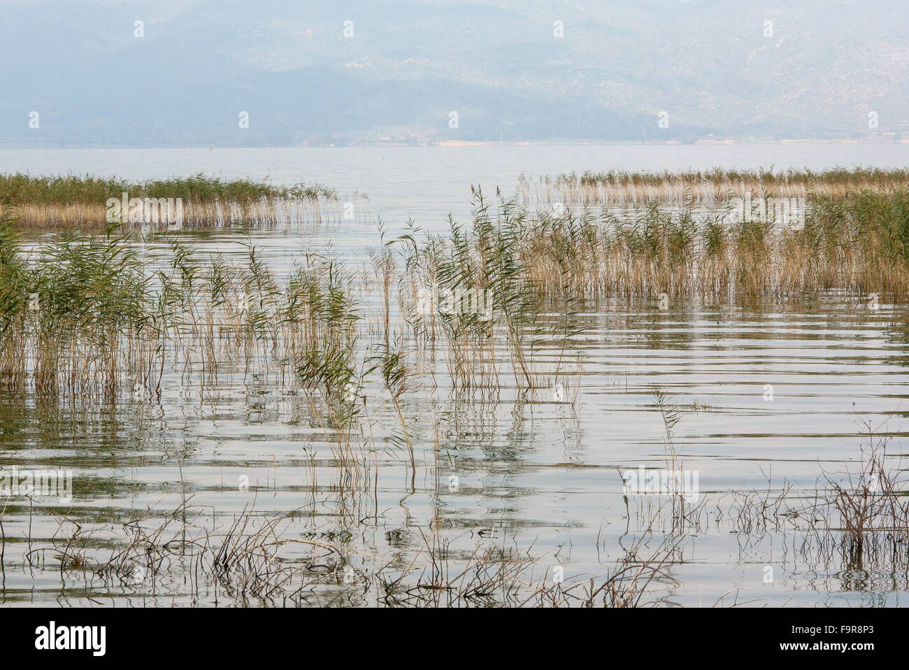 Roselières dans Lake Doirani (Doiran), à la recherche de la Grèce vers la Macédoine (ARYM). Banque D'Images