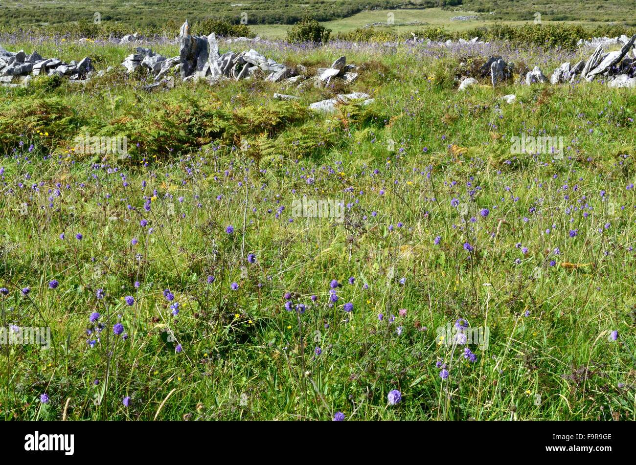Wild Flower meadow organique à triple Cahercommaun hill fort Kilanboy Carron le comté de Clare Irlande Banque D'Images