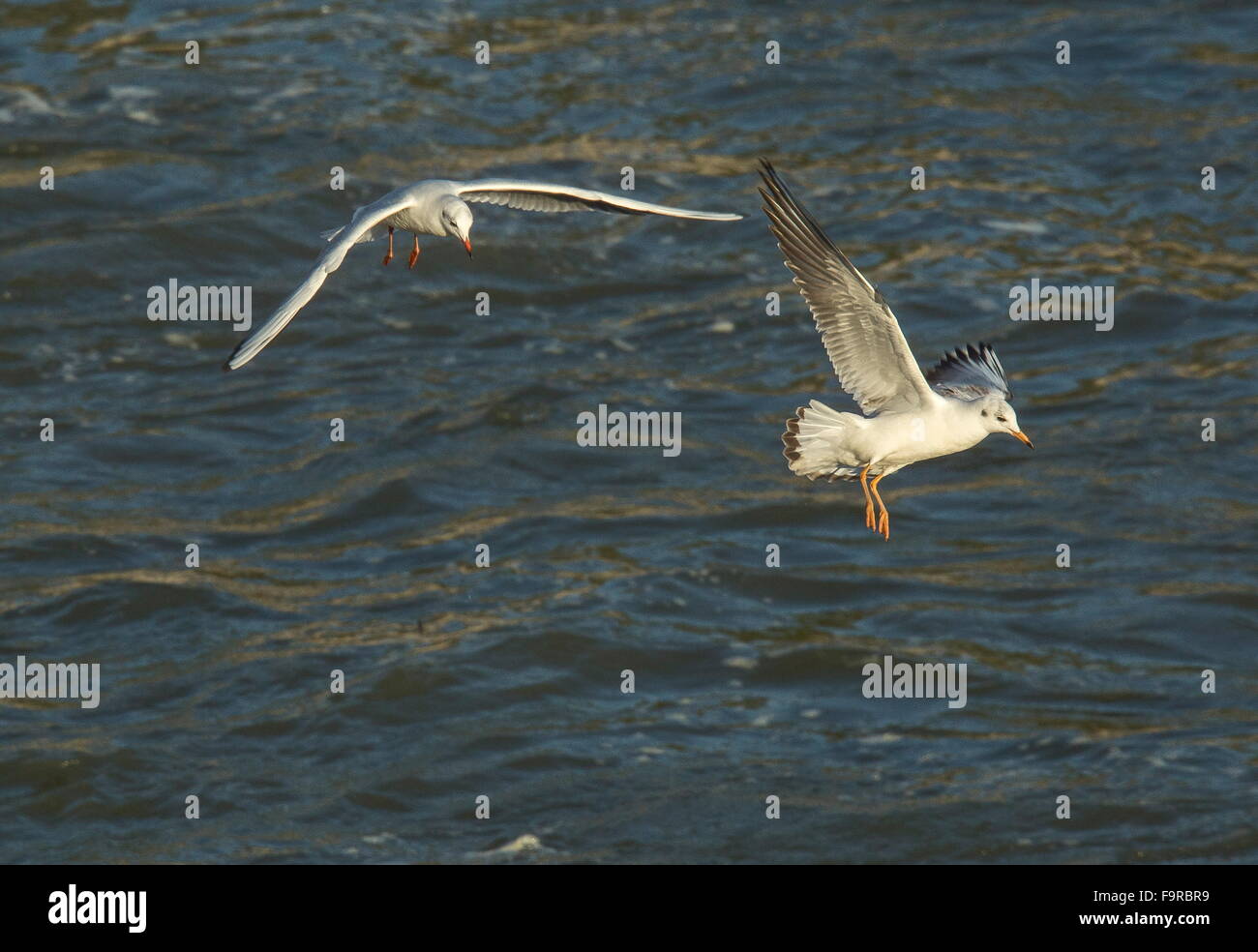 Les goélands à tête noire en plumage d'hiver précoce, à l'exutoire de la rivière, le lac Kerkini, Grèce du Nord. Banque D'Images