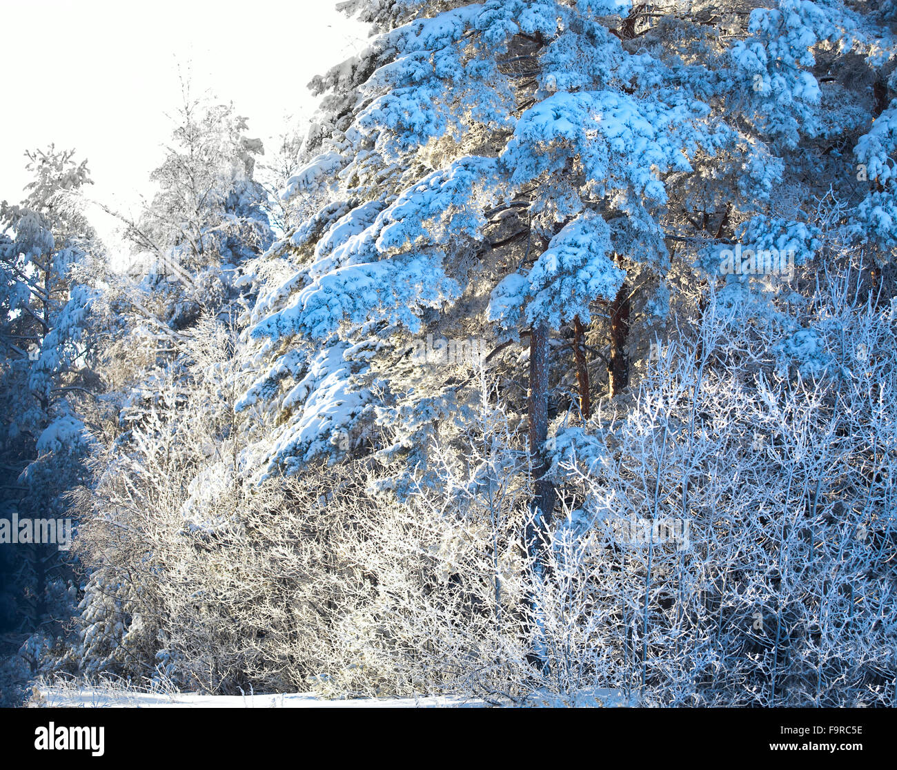 Forêt d'hiver. La neige sur les arbres. Le Bélarus paysage d'hiver Banque D'Images