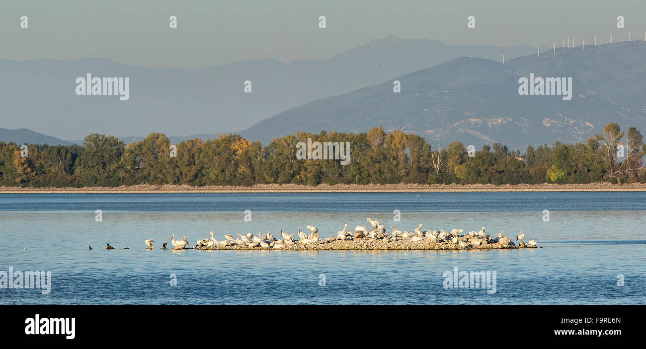 Les pélicans dalmates se percher sur l'île du lac Kerkini, Grèce du Nord. Banque D'Images