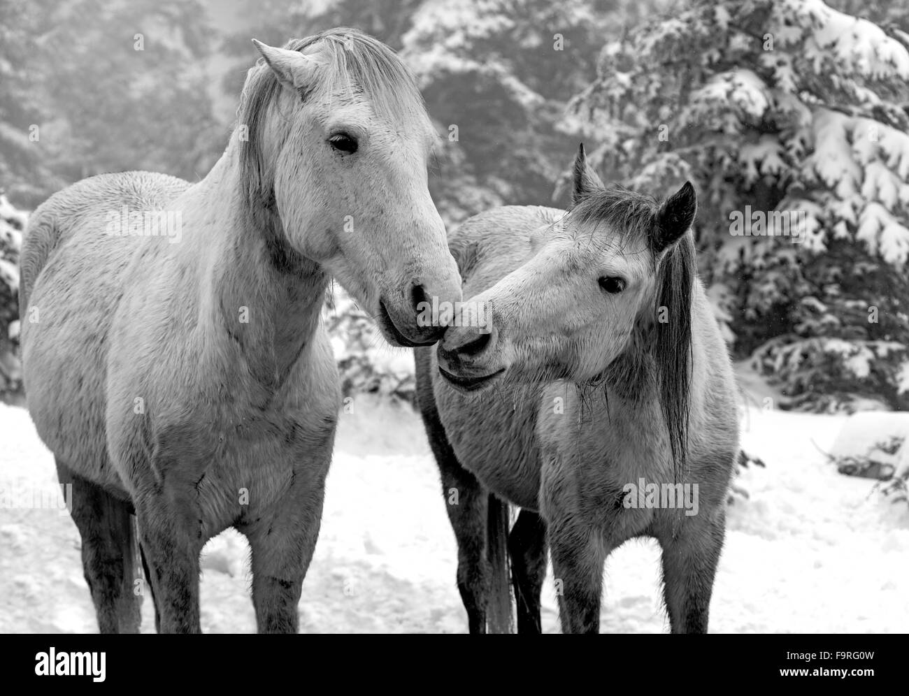 Un couple de jeunes chevaux blancs dans un instantané d'offres au pays enneigé côté de Giona montagne en Phocide, région du centre de la Grèce Banque D'Images