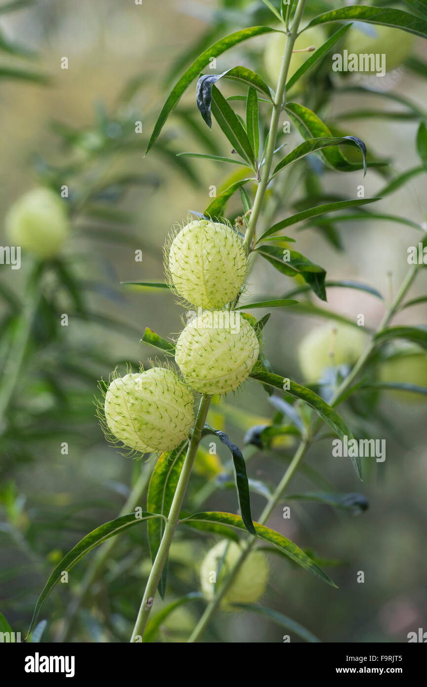 Gomphocarpus physocarpus. Bush capsules de graines de coton ballon Banque D'Images
