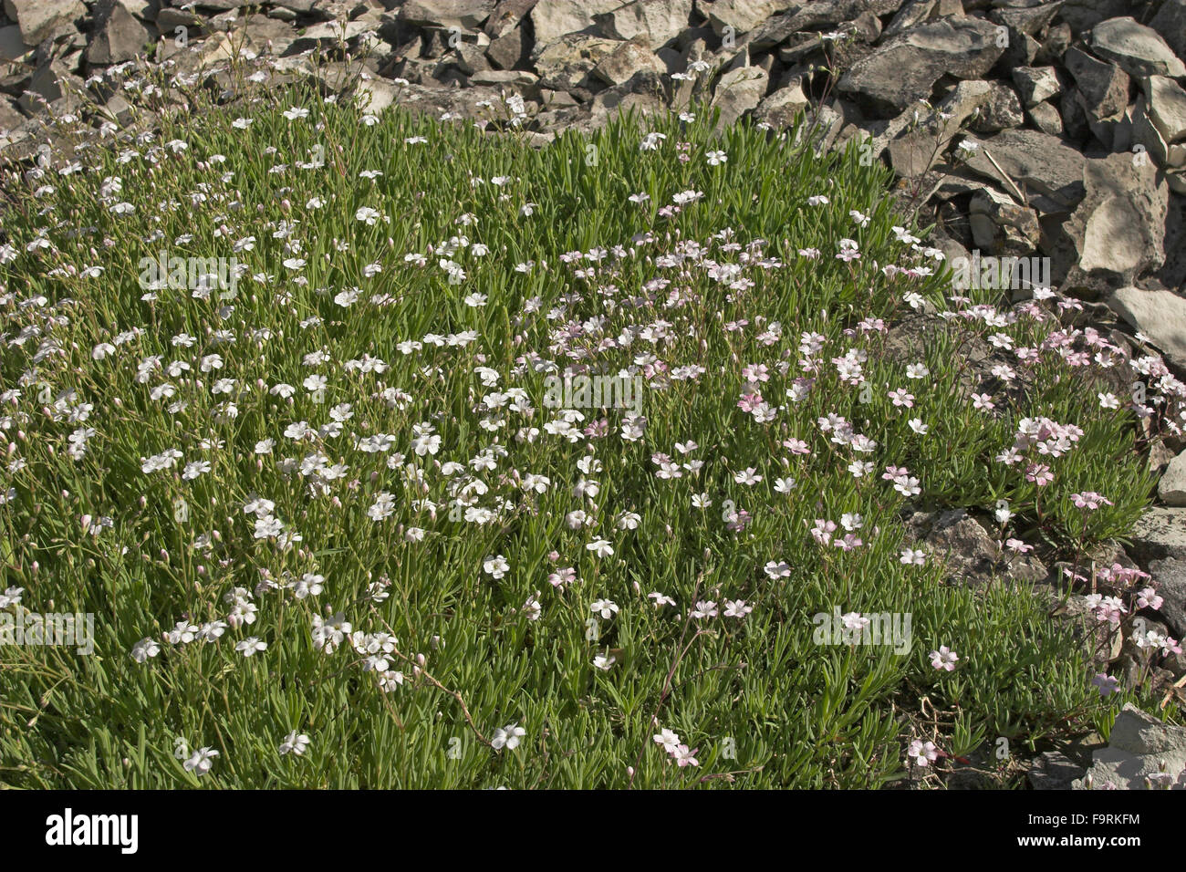 Gypsophila Alpine, Kriechendes Gips-Kraut Teppich-Schleierkraut Gipskraut,,, Gypsophila repens, gypsophile rampante Banque D'Images