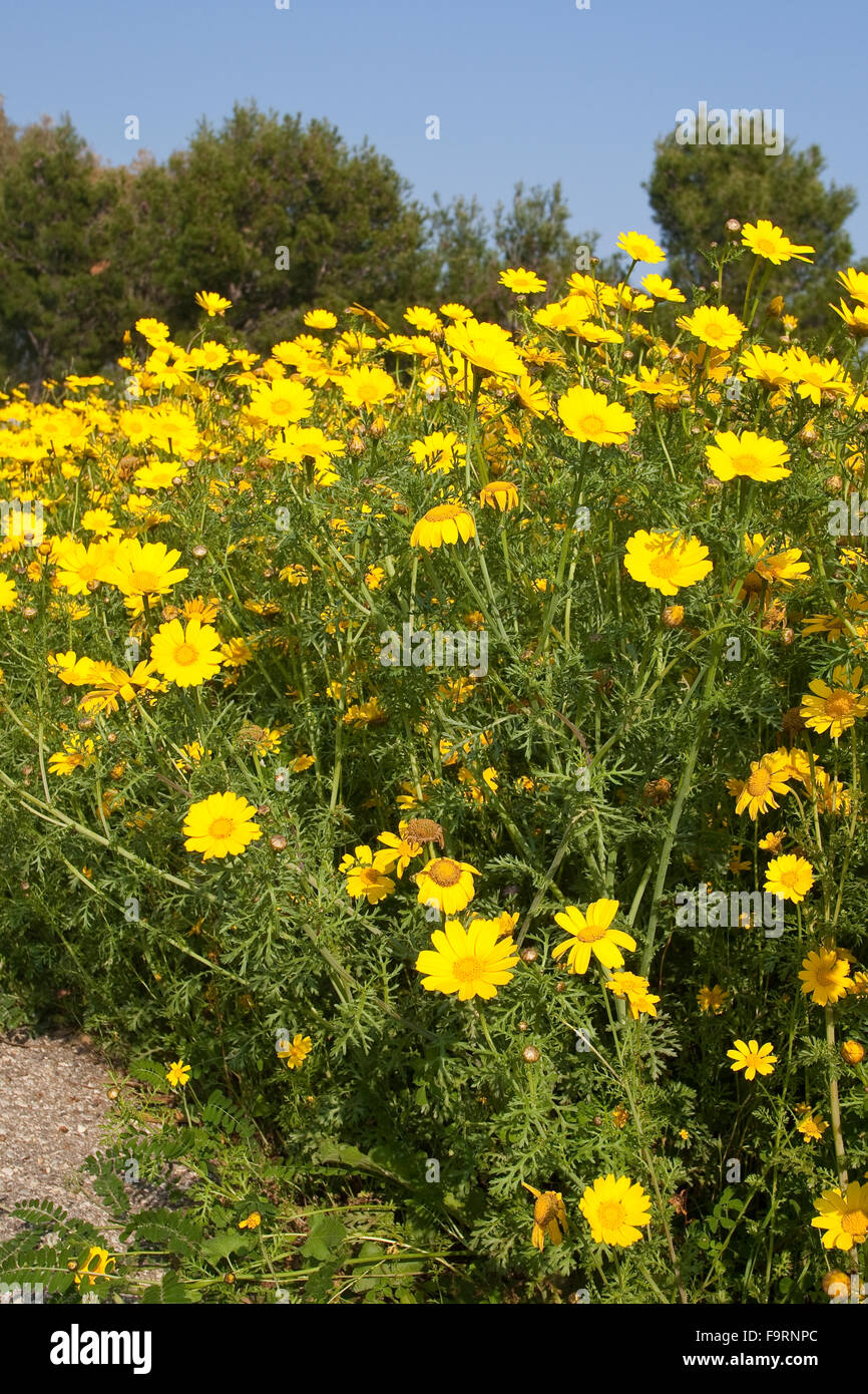 Garland, Chrysanthème comestible, couronne, Daisy, Kronenwucherblume