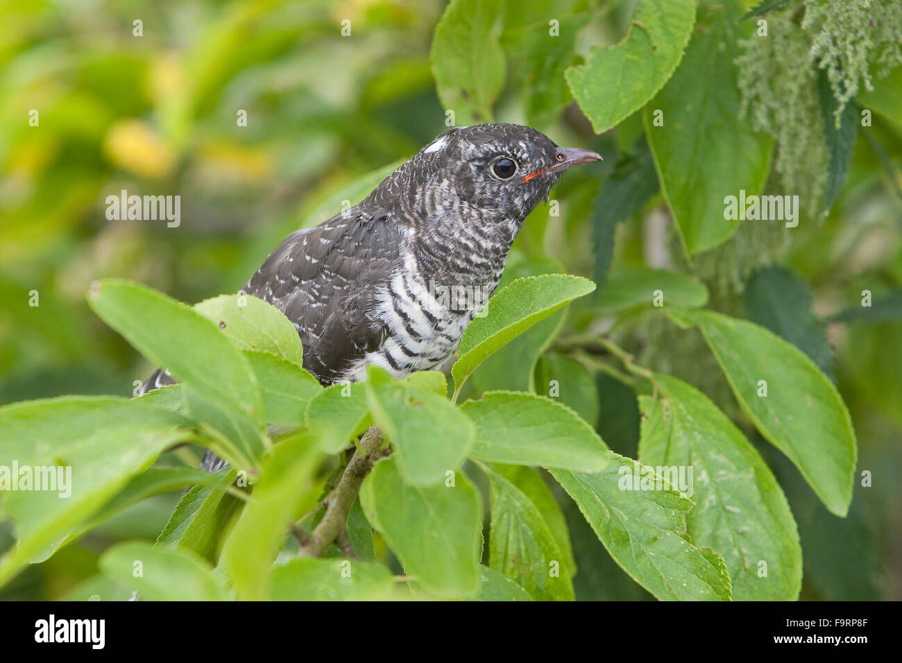 Cuckoo Jeune Oiseau Kuckuck Flügger Jungvogel Cuculus