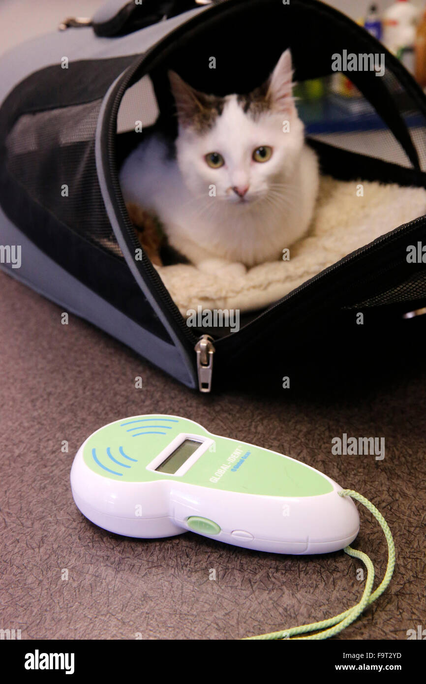 Chat Puce Banque De Photographies Et D Images A Haute Resolution Alamy
