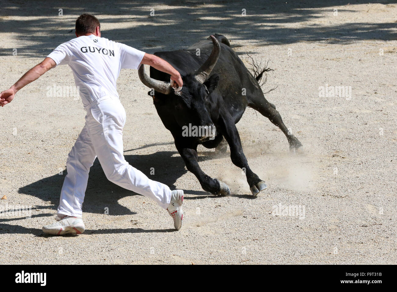 Corrida (Cours camarguaise). Un spectacle sans effusion de sang (pour les mâles) dans laquelle l'objectif est d'arracher une rosette de l'hea Banque D'Images