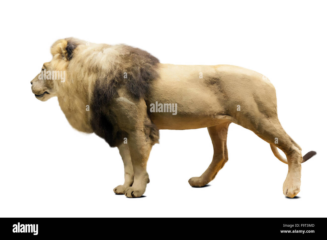 L'article lion (Panthera leo). Plus isolé sur fond blanc avec l'ombre Banque D'Images