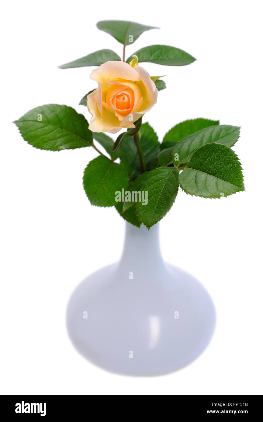Rose fleur dans un vase sur un fond blanc Banque D'Images