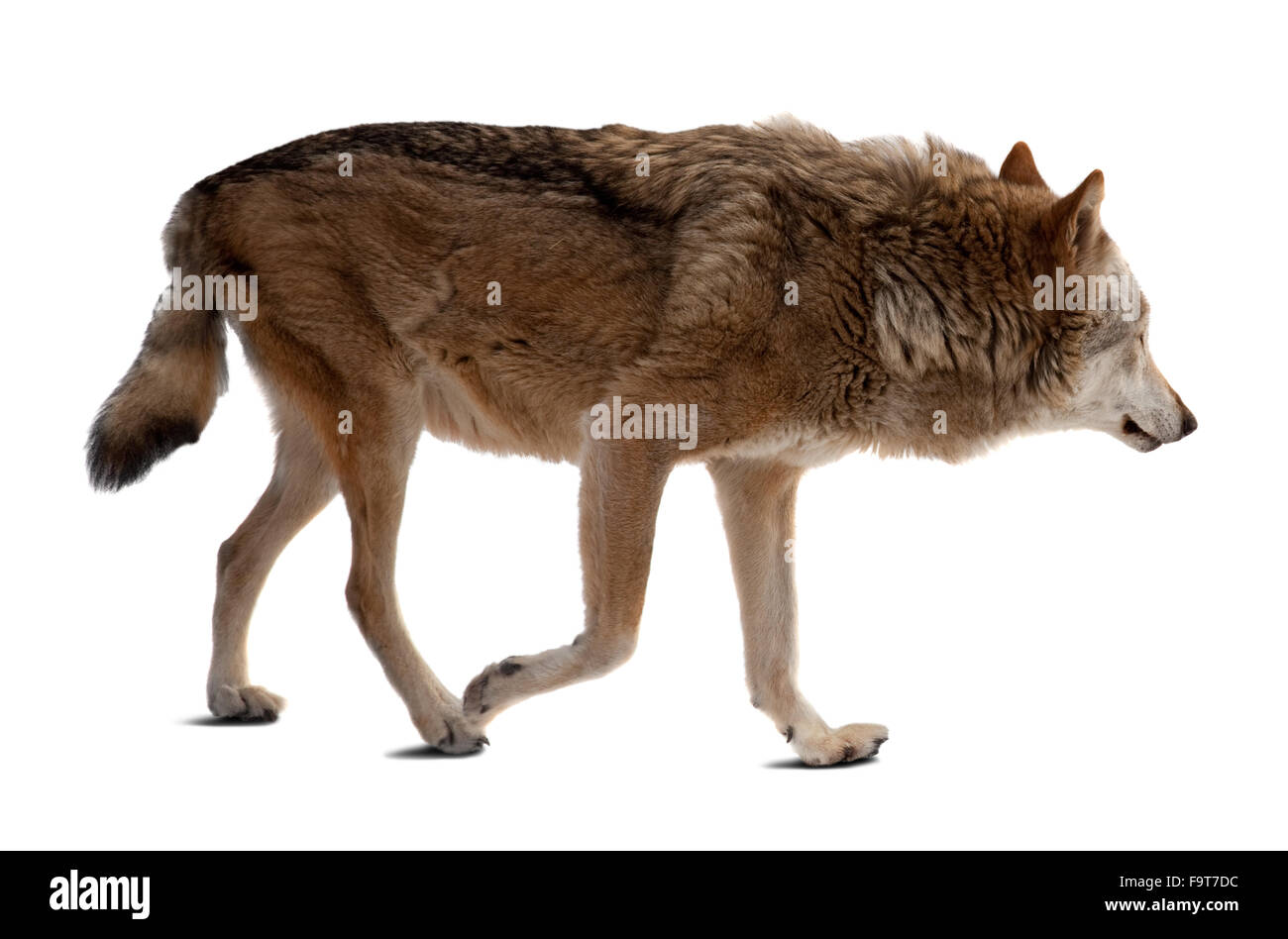 Wolf. Plus isolé sur fond blanc avec l'ombre Banque D'Images