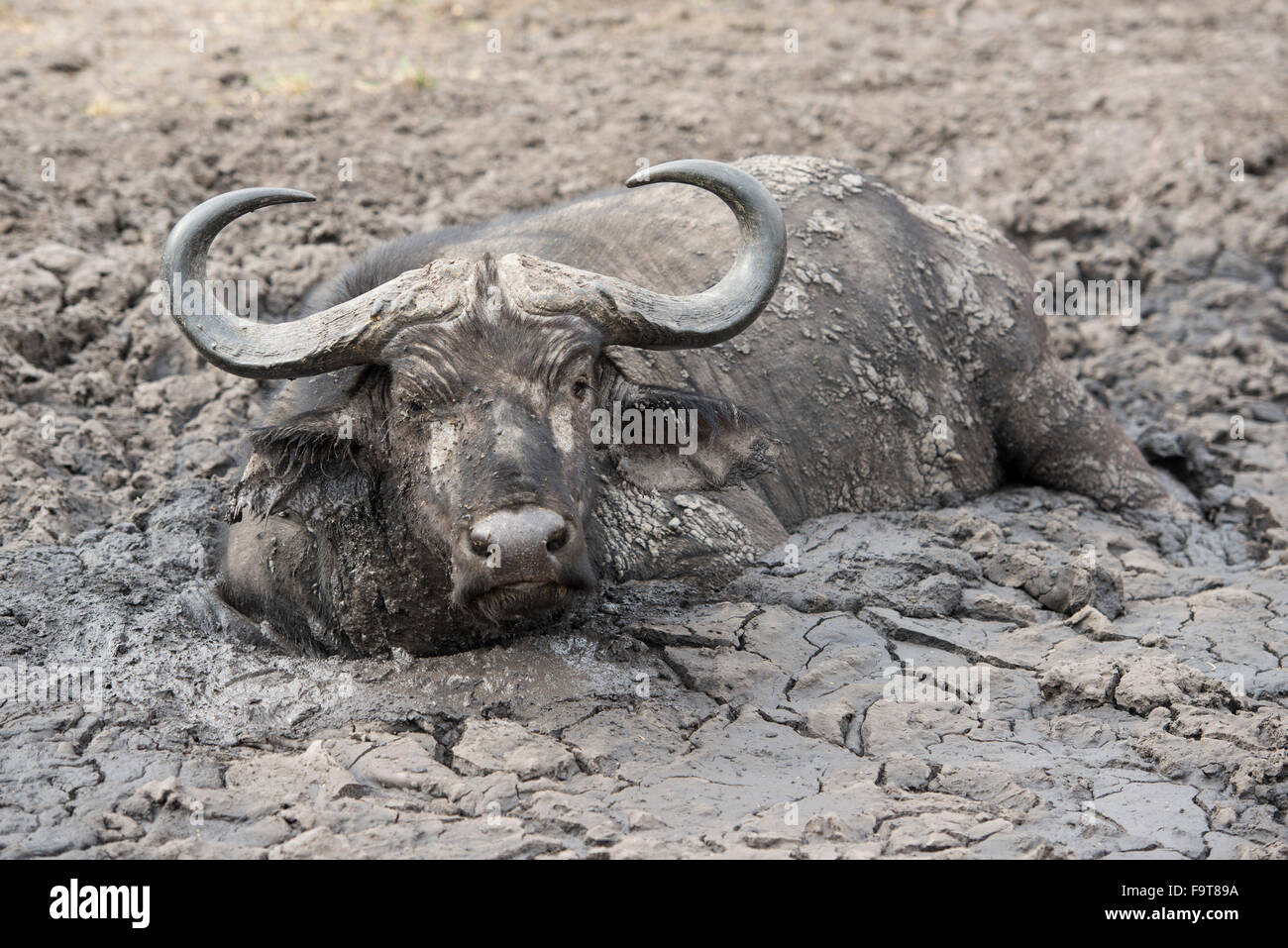 Buffalo (Syncerus caffer caffer) se vautrer dans la boue, le parc national du lac Mburo, Ouganda Banque D'Images