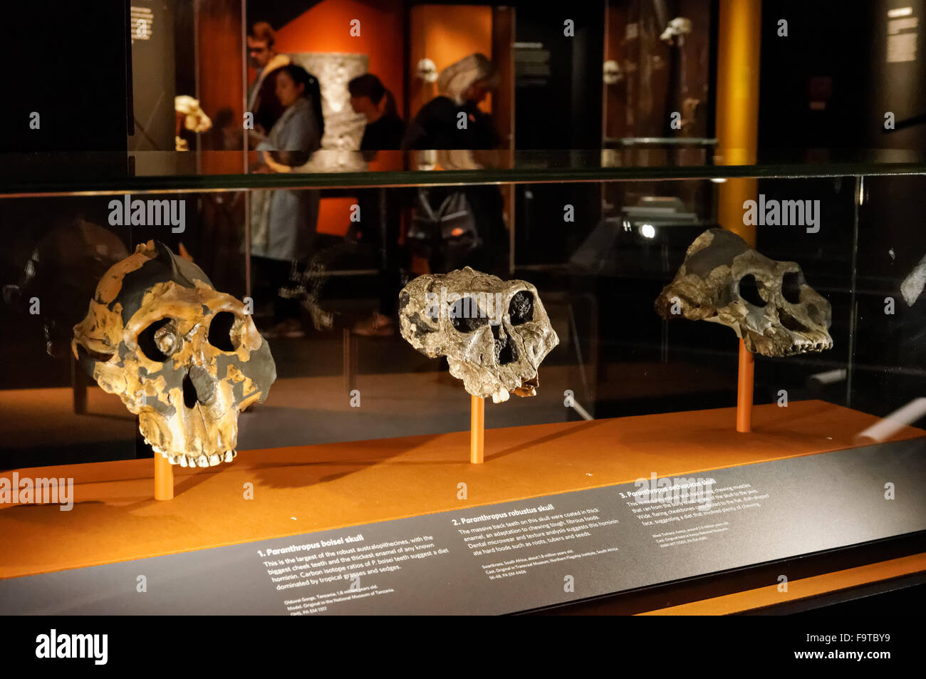 Galerie de l'évolution humaine au Natural History Museum de Londres Royaume-Uni UK Banque D'Images