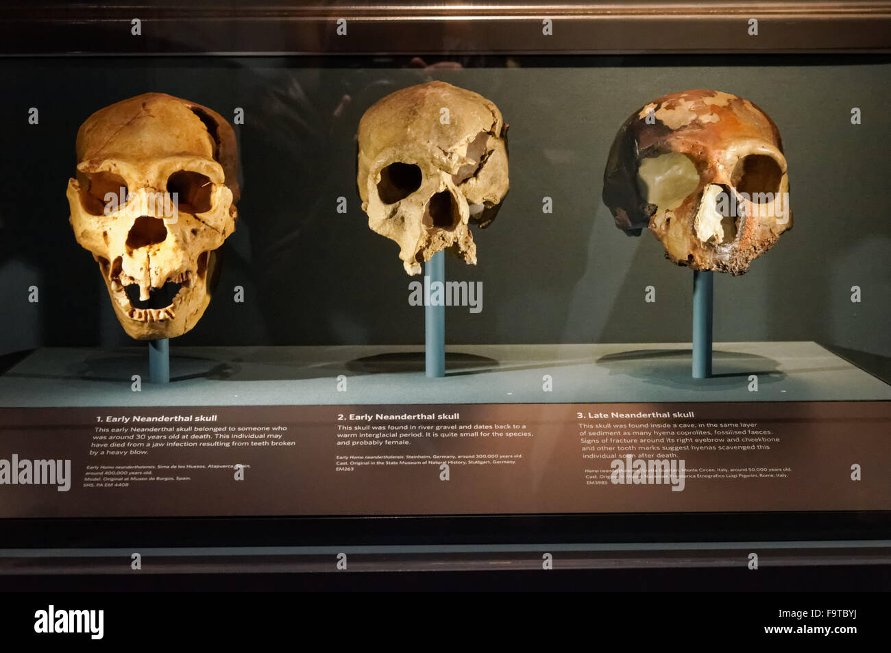 Galerie de l'évolution humaine au Natural History Museum de Londres Royaume-Uni UK Banque D'Images