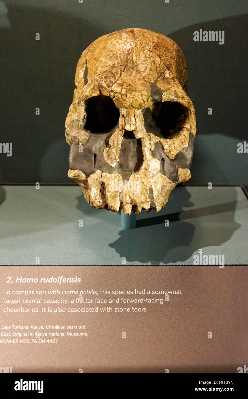 Le crâne d'Homo rudolfensis. Galerie de l'évolution humaine au Natural History Museum de Londres Royaume-Uni Royaume-Uni. Banque D'Images