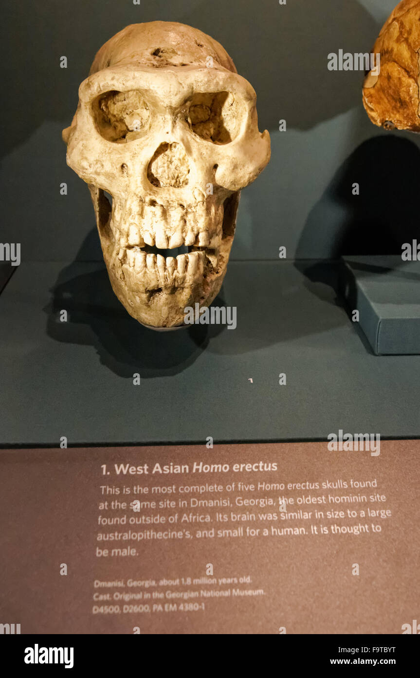 Le crâne d'Homo erectus. Galerie de l'évolution humaine au Natural History Museum de Londres Royaume-Uni Royaume-Uni. Banque D'Images