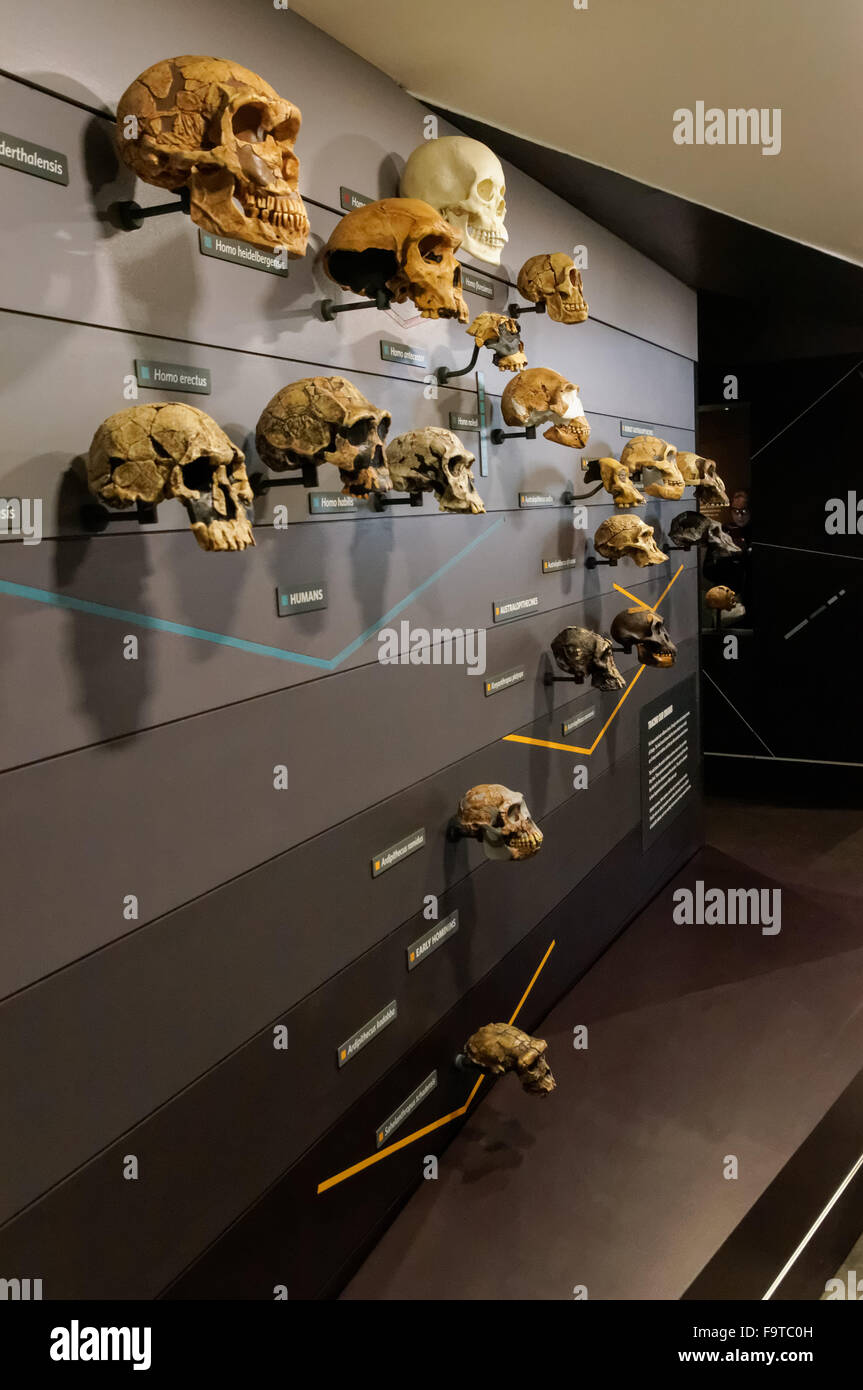 Galerie de l'évolution humaine au Natural History Museum de Londres Royaume-Uni UKws Banque D'Images