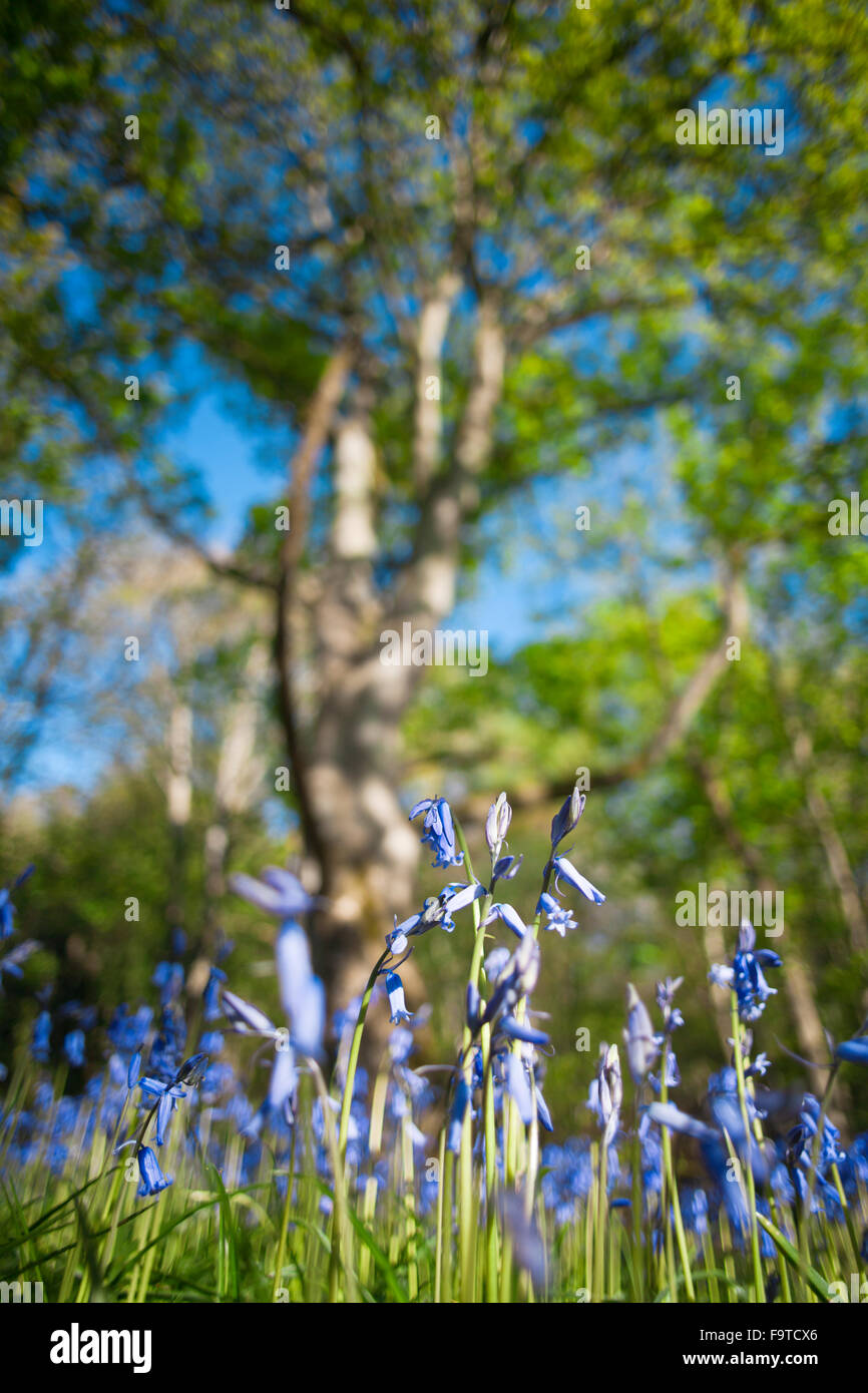 Bluebell Flowers avec arbre flou en arrière-plan Banque D'Images